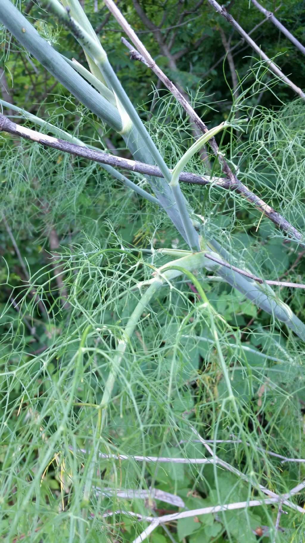 Foeniculum vulgare?